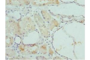 Immunohistochemistry of paraffin-embedded human kidney tissue using ABIN7153202 at dilution of 1:100 (FBP1 antibody  (AA 1-338))