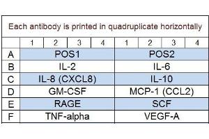 Image no. 1 for Canine Cytokine Array Q1 (3) (ABIN4956017)