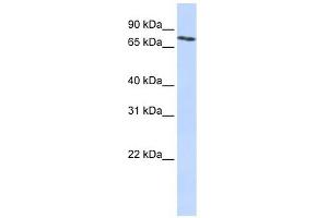 SLCO2B1 antibody used at 1 ug/ml to detect target protein. (SLCO2B1 antibody  (N-Term))
