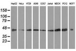 Image no. 7 for anti-DnaJ (Hsp40) Homolog, Subfamily A, Member 2 (DNAJA2) antibody (ABIN1497859) (DNAJA2 antibody)
