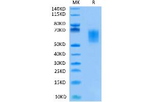 SDS-PAGE (SDS) image for Inducible T-Cell Co-Stimulator Ligand (ICOSLG) (AA 19-258) protein (His-Avi Tag) (ABIN7273967)