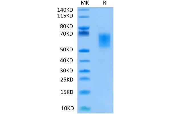 ICOSLG Protein (AA 19-258) (His-Avi Tag)