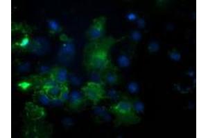 Immunofluorescence (IF) image for anti-phosphodiesterase 2A, CGMP-Stimulated (PDE2A) antibody (ABIN1500078)