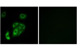 Immunofluorescence analysis of A549 cells, using CNTN5 Antibody. (Contactin 5 antibody  (AA 891-940))