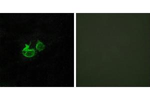 Peptide - +Western blot analysis of extracts from LOVO cells, using GHRHR antibody. (GHRHR antibody  (Internal Region))