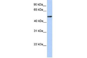 ZBTB9 antibody used at 0. (ZBTB9 antibody  (C-Term))