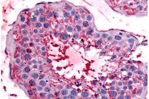 Anti-BEST2 / Bestrophin-2 antibody  ABIN1048351 IHC staining of human testis. (Bestrophin 2 antibody  (Internal Region))