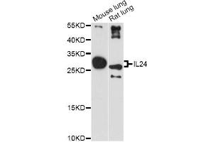 Western blot analysis of extracts of various cell lines, using IL24 antibody (ABIN1875418) at 1:3000 dilution. (IL-24 antibody)