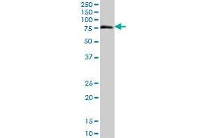 ZNF471 MaxPab polyclonal antibody. (ZNF471 antibody  (AA 1-626))