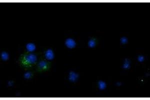 Anti-LGR5 mouse monoclonal antibody (ABIN2454608) immunofluorescent staining of COS7 cells transiently transfected by pCMV6-ENTRY LGR5 (RC212825). (LGR5 antibody  (AA 250-550))