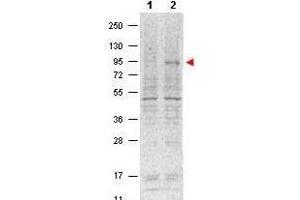 Western blot using  Protein A purified Mouse Monoclonal anti-Stat5 pY694 antibody shows detection of phosphorylated Stat5 (indicated by arrowhead at ~91 kDa) in NK92 cells after 30 min treatment with 1Ku of IL-2 (lane 2).