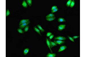 Immunofluorescent analysis of HepG2 cells using ABIN7149074 at dilution of 1:100 and Alexa Fluor 488-congugated AffiniPure Goat Anti-Rabbit IgG(H+L) (CysLTR1 antibody  (AA 298-337))