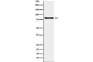Western blot analysis of MARK3 expression in K562 cell lysate.