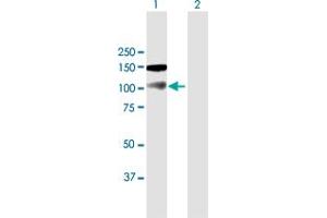 Western Blot analysis of NBR1 expression in transfected 293T cell line by NBR1 MaxPab polyclonal antibody. (NBR1 antibody  (AA 1-966))