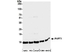 Western Blotting (WB) image for anti-phosphohistidine Phosphatase 1 (PHPT1) (AA 75-125) antibody (ABIN7449199)