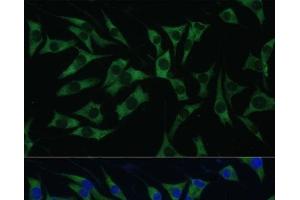 Immunofluorescence analysis of L929 cells using Polyclonal AntibodyPC1 Polyclonal Antibody at dilution of 1:100 (40x lens). (PC1 antibody)