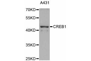 Western blot analysis of extracts of A-431 cells, using CREB1 antibody (ABIN4903374) at 1:1000 dilution. (CREB1 antibody)