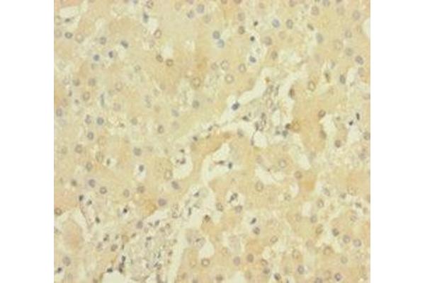 PRSS23 antibody  (AA 20-383)