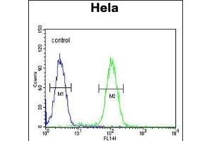 HRASLS3 Antibody (C-term) (ABIN651933 and ABIN2840461) flow cytometric analysis of Hela cells (right histogram) compared to a negative control cell (left histogram). (PLA2G16 antibody  (C-Term))
