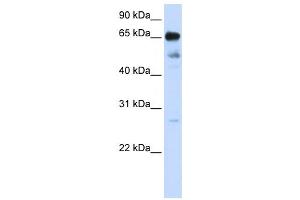 Western Blotting (WB) image for anti-Zinc Finger Protein 490 (ZNF490) antibody (ABIN2458398) (ZNF490 antibody)