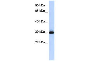 WB Suggested Anti-SUSD3 Antibody Titration: 0. (SUSD3 antibody  (N-Term))