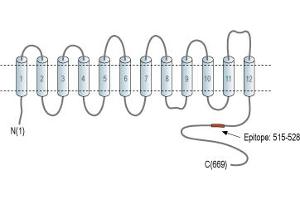Representative domain view of the target of ABIN7043760.