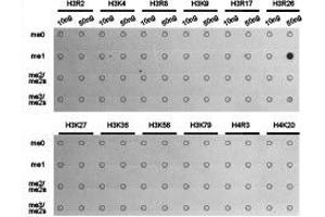 Dot-blot analysis of all sorts of methylation peptides using H3R26me1 antibody. (Histone 3 antibody  (H3R26me))