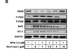 Western Blotting (WB) image for anti-Glyceraldehyde-3-Phosphate Dehydrogenase (GAPDH) antibody (ABIN2857072)