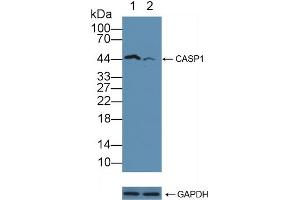 Western Blotting (WB) image for anti-Caspase 1 (CASP1) (AA 317-404) antibody (ABIN7438055)