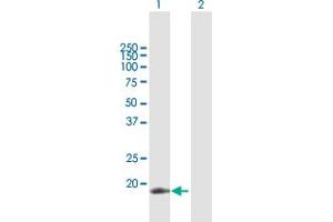 Western Blot analysis of APOBEC3C expression in transfected 293T cell line by APOBEC3C MaxPab polyclonal antibody. (APOBEC3C antibody  (AA 1-190))