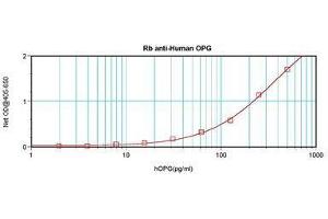 Image no. 1 for anti-Tumor Necrosis Factor Receptor Superfamily, Member 11b (TNFRSF11B) antibody (ABIN464948) (Osteoprotegerin antibody)