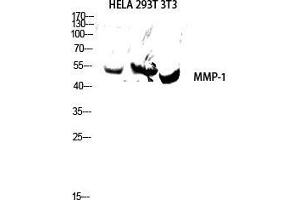 Western Blot (WB) analysis of HeLa 293T 3T3 lysis using MMP-1 antibody. (MMP1 antibody  (C-Term))