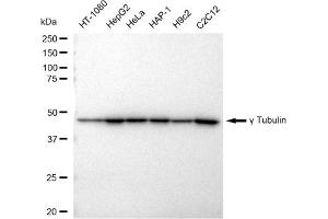 Western blotting analysis using gamma Tubulin antibody (ABIN7800670). (Recombinant gamma Tubulin antibody)