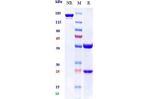 Anti-BTLA / CD272 Reference Antibody (icatolimab) on SDS-PAGE under reducing (R) condition. (Recombinant BTLA (Icatolimab Biosimilar) antibody)