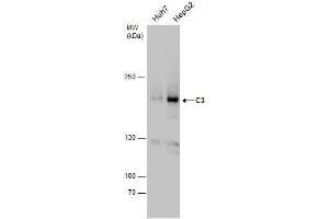 WB Image C3 antibody detects C3 protein by western blot analysis. (C3 antibody  (C-Term))