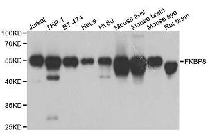 Western blot analysis of extracts of various cell lines, using FKBP8 antibody. (FKBP8 antibody  (AA 60-270))