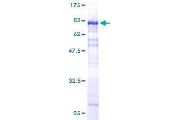 SNX25 Protein (AA 1-483) (GST tag)