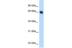 KNG1 antibody used at 0.
