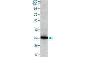 Western blot analysis using SCGB2A2 monoclonal antobody, clone 3C8  against recombinant human SCGB2A2 protein.