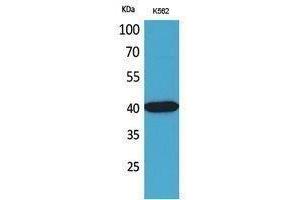 Western Blotting (WB) image for anti-Gap Junction Protein, alpha 5, 40kDa (GJA5) (N-Term) antibody (ABIN3178404) (Cx40/GJA5 antibody  (N-Term))