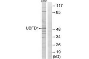Western blot analysis of extracts from K562 cells, using UBFD1 Antibody. (UBFD1 antibody  (AA 135-184))