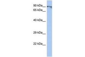 BEND2 antibody  (C-Term)