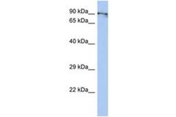 BEND2 antibody  (C-Term)