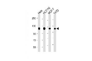 All lanes : Anti-RBBP8 Antibody (C-term) at 1:2000 dilution Lane 1: Hela whole cell lysate Lane 2: HC whole cell lysate Lane 3: MCF-7 whole cell lysate Lane 4: T47D whole cell lysate Lysates/proteins at 20 μg per lane. (Retinoblastoma Binding Protein 8 antibody  (C-Term))