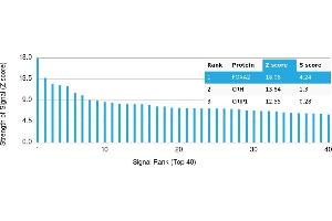 Protein Array (PAr) image for anti-Forkhead Box A2 (FOXA2) antibody (ABIN7456269) (FOXA2 antibody)