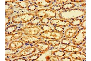 IHC image of ABIN7159861 diluted at 1:600 and staining in paraffin-embedded human kidney tissue performed on a Leica BondTM system. (Fission 1 antibody  (AA 1-122))