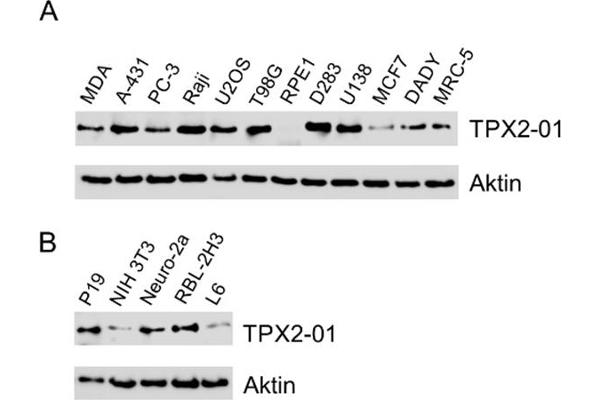 TPX2 antibody
