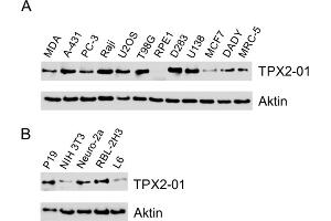 Western blotting analysis of TPX2 using monoclonal antibody TPX2-01 in A) human cell lines, B) murine (P19, NIH 3T3, Neuro-2a) and rat (RBL-2H3, L6) cell lines. (TPX2 antibody)