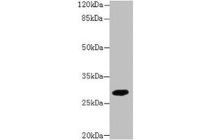 Western blot All lanes: PIP4P2 antibody at 5 μg/mL + Mouse liver tissue Secondary Goat polyclonal to rabbit IgG at 1/10000 dilution Predicted band size: 29 kDa Observed band size: 29 kDa (Type 2 Phosphatidylinositol 4,5-Bisphosphate 4-Phosphatase (PIP4P2) (AA 1-191) antibody)