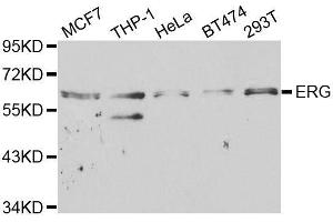 Western blot analysis of extracts of various cell lines, using ERG antibody. (ERG antibody  (AA 1-280))